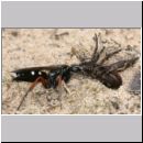 Episyron rufipes - Wegwespe w13 beim Nesteintrag mit einer Spinne.jpg